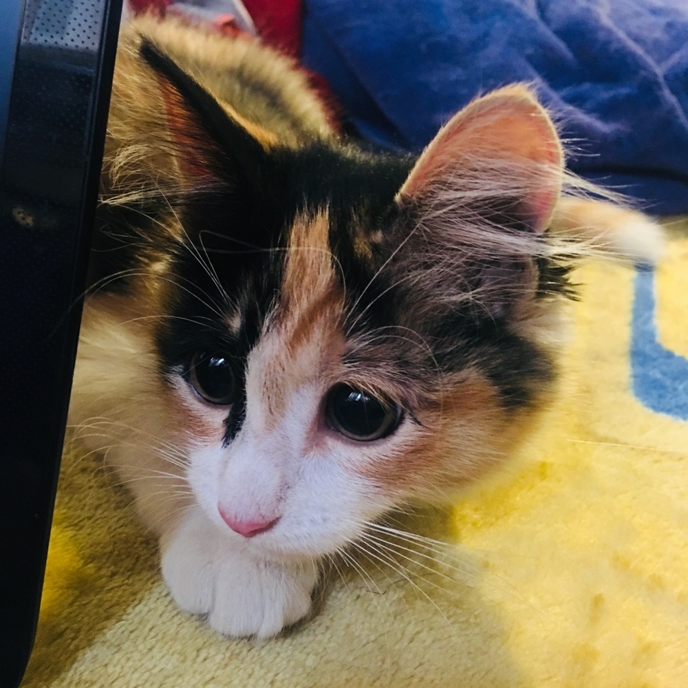 Meet your Posher, Roxana